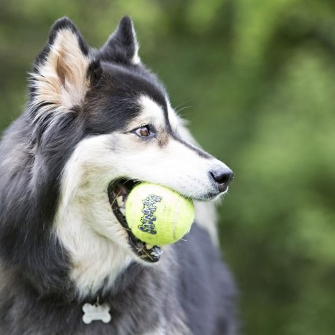 KONG Squeakair Air dog ball S - 3pak - tenisowe piłki, piszczące