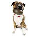 Planet Dog Orbee-Tuff Sport Football Ball - 15 cm