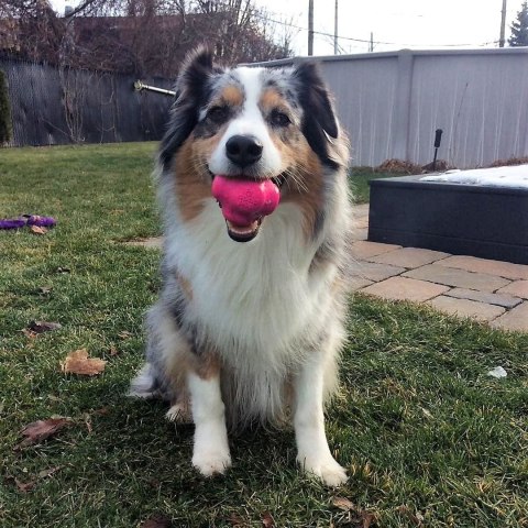 Soda Pup Crazy Bounce - bardzo wytrzymała piłka rozm L (14-30 kg)