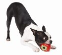 Planet Dog Orbee-Tuff Strawberry - truskawka