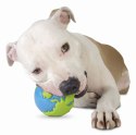 Planet Dog Single Color Orbee Ball Royal (M)